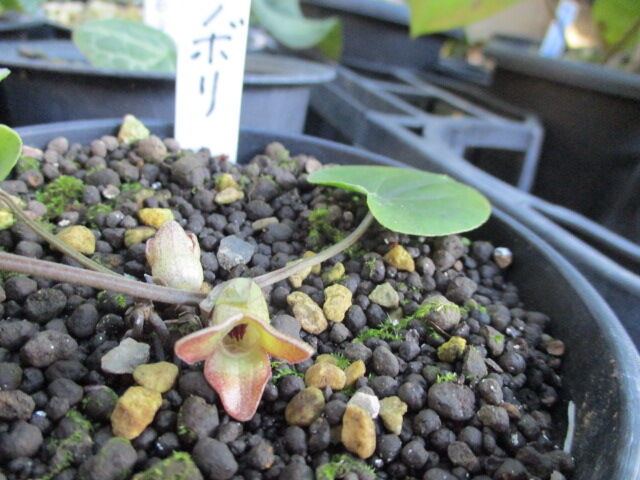 山野草】寒葵 カンアオイ 9 オトメカンアオイ 深覆輪 「大日輪」