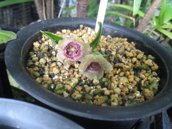 ウンゼンカンアオイ 希少)ウンゼンカンアオイ 亀甲葉 観葉植物