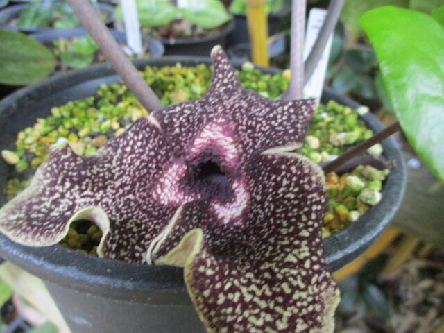 ツバキの鉢植え (雪車) 江戸時代に改良された品種 【公式通販】