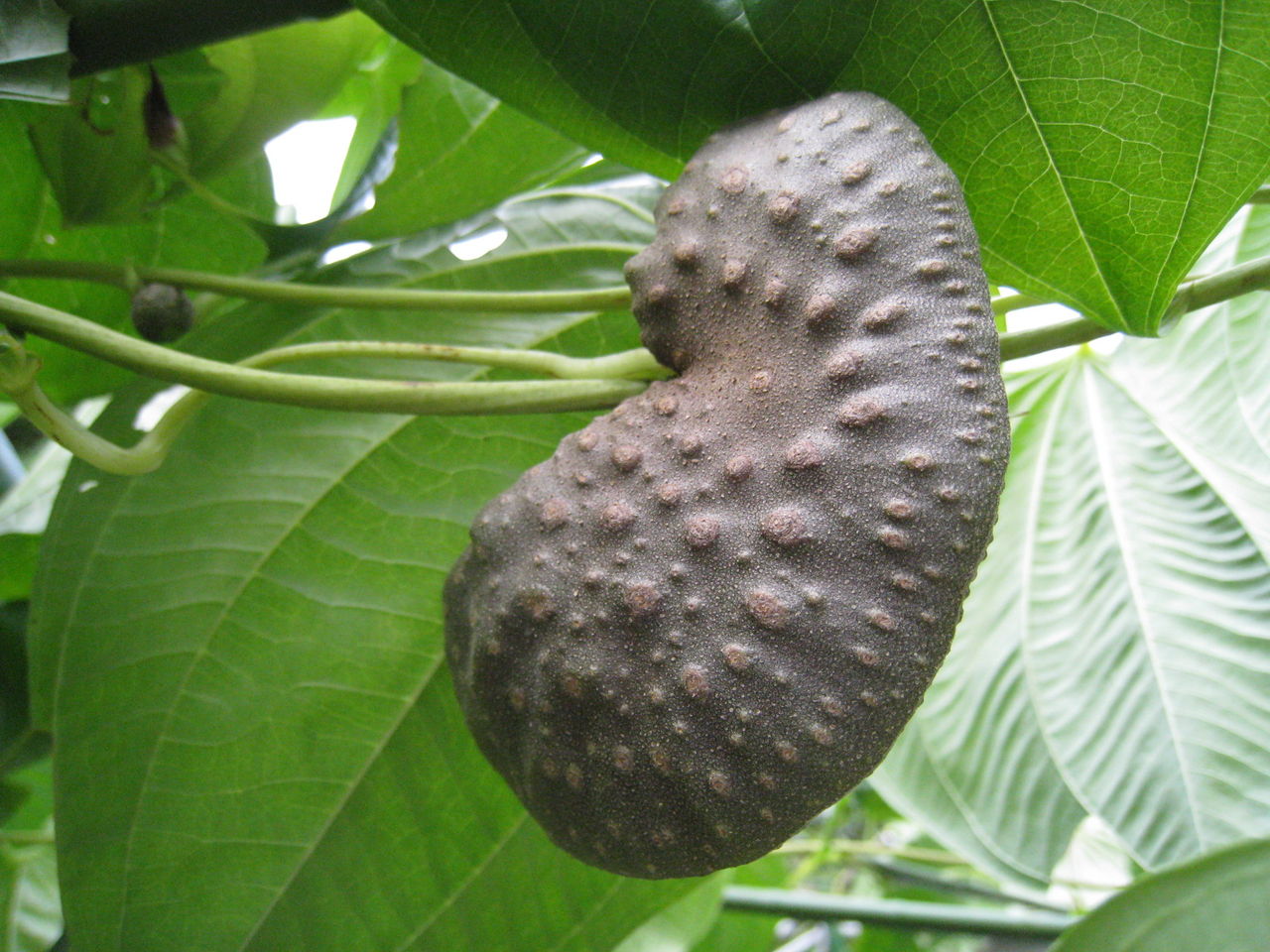 宇宙イモ マツゴロウの山野草