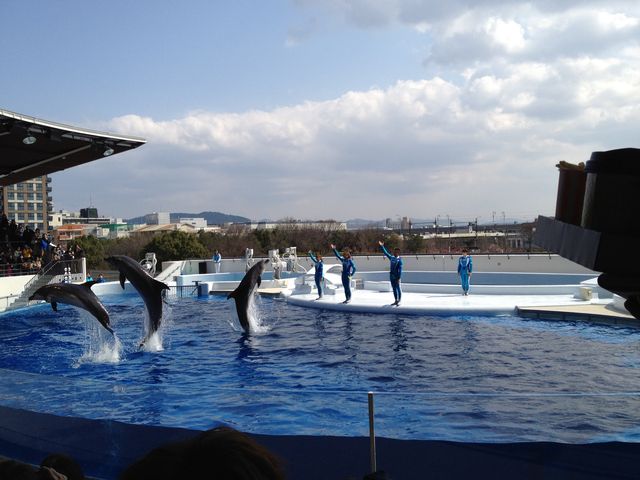 京都水族館のイルカショーは新幹線も見れる ウチの娘の社長っぷり