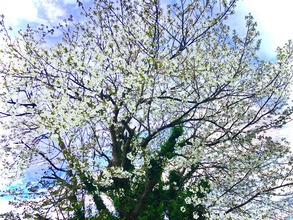 写真 2020-03-27 8 34 17