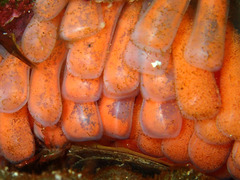 P2261303