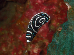 PB070011