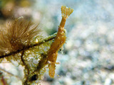 P1130131