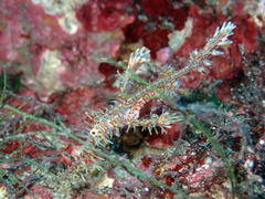 PB070268