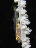 M0012274