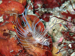 PB070290