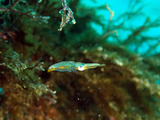 P1130923