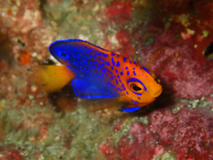 PB070018