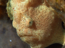 P2071314