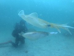 line_oa_chat_240605_163213