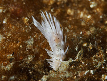 P2071313
