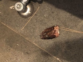 78358258_2648949071851560_4371029517544718336_o