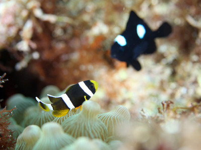 line_oa_chat_240723_161244