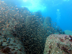 GOPR3388