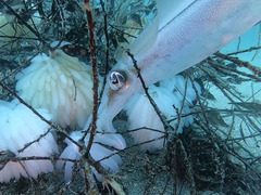 line_oa_chat_240605_163151