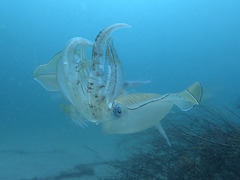 line_oa_chat_240605_163136