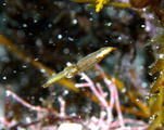 M0012287