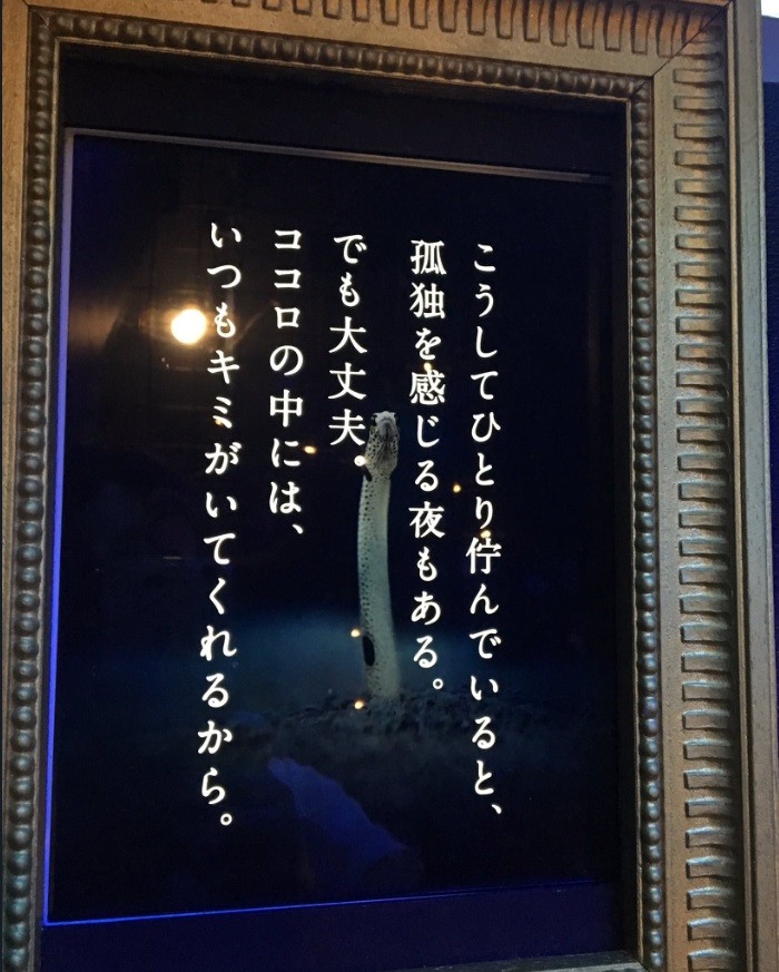 イケ魚パラダイス 松本商会東京支店のブログ
