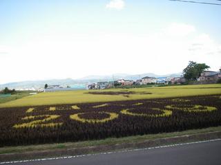 田んぼアート1