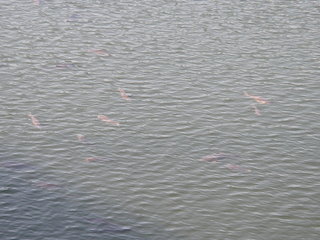 IMGP3096