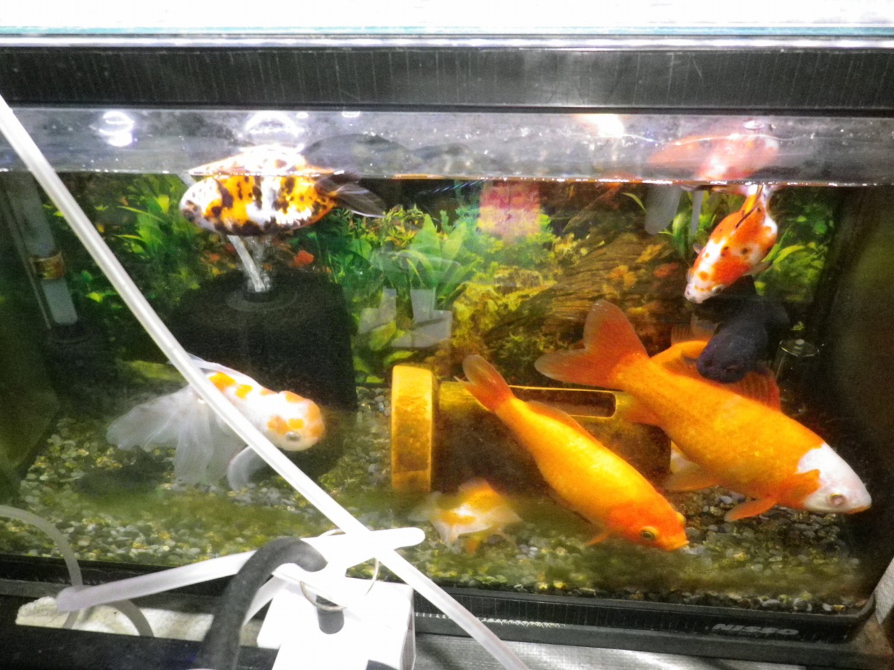 メダカの移動準備 裏同心のブログ メダカの移動準備 裏同心のブログ