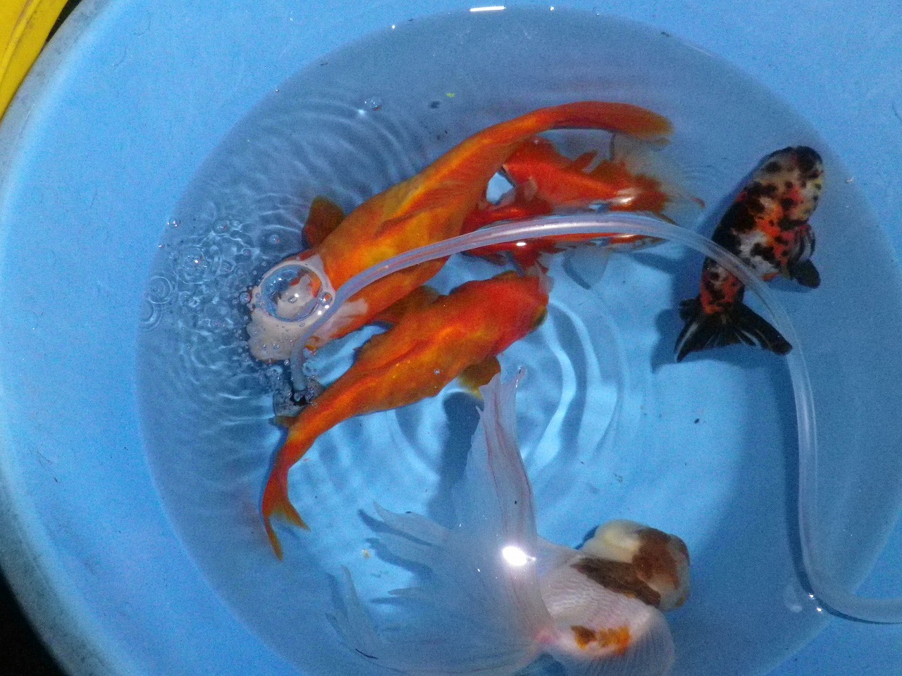 金魚水槽フルリセット メダカ孵化準備 裏同心のブログ