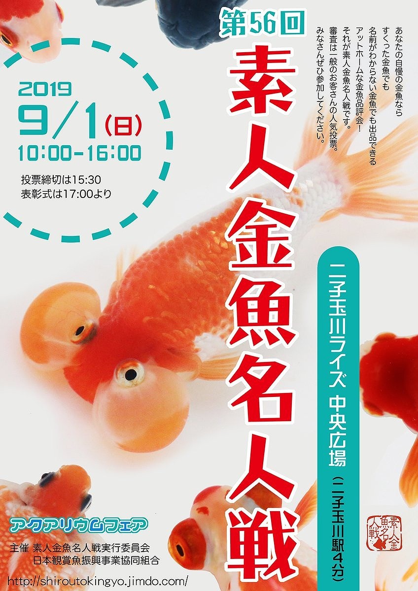 裏同心のブログ 金魚