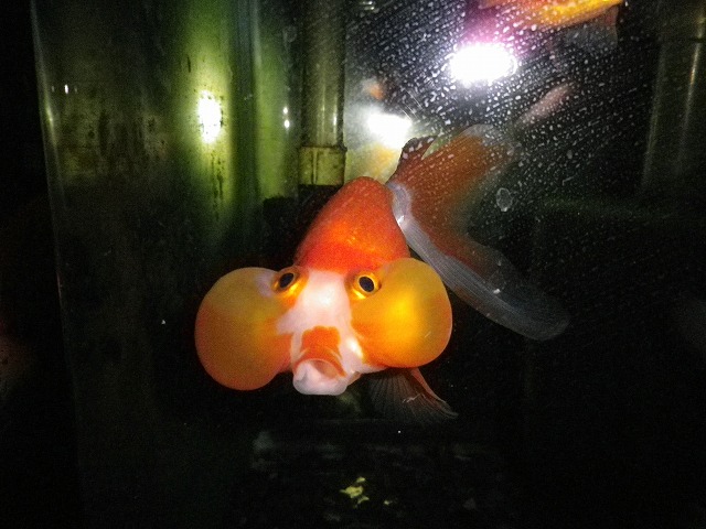 金魚がとりもつ縁によって その２ 裏同心のブログ
