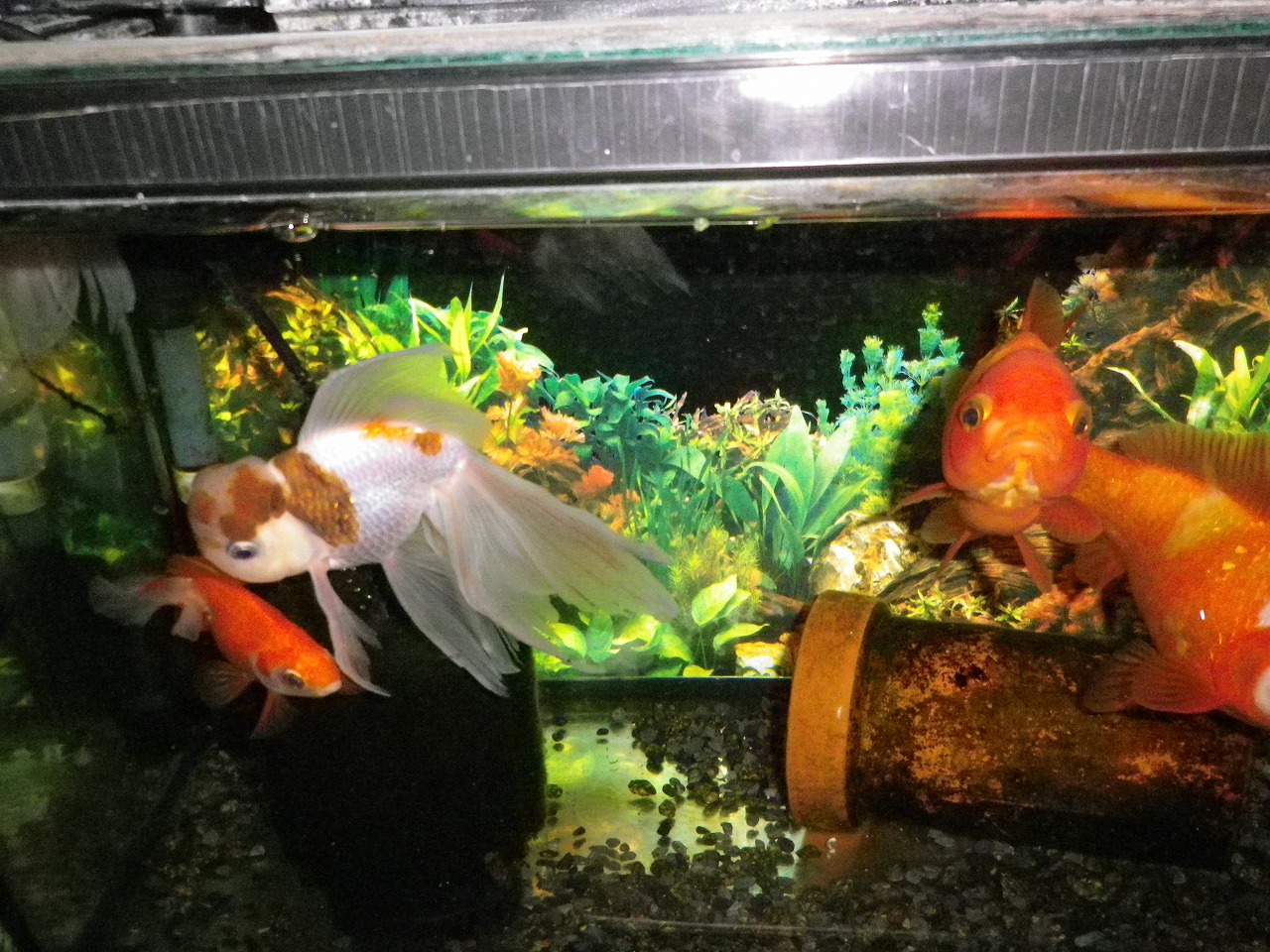 現在の飼育状況 裏同心のブログ