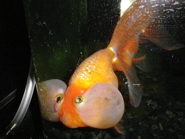 黒 黒 黒 ちょっと追記さらにちょっと 笑 裏同心のブログ