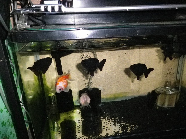 市場 金魚 金魚の砂 900g 水槽の砂 メダカの中粒珠五色砂利 市場 金魚 金魚の砂 900g 水槽の砂 メダカの中粒珠五色砂利