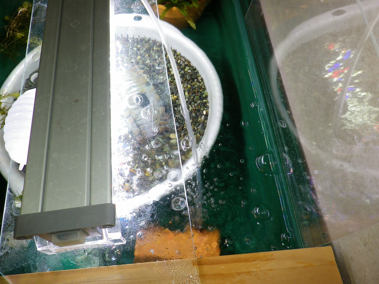 メダカの移動準備 裏同心のブログ