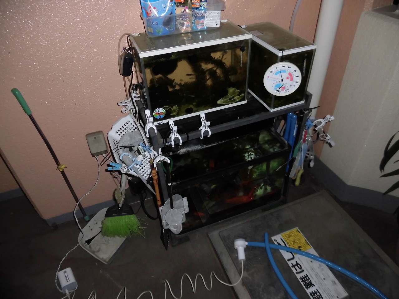 金魚水槽リセット冬 裏同心のブログ