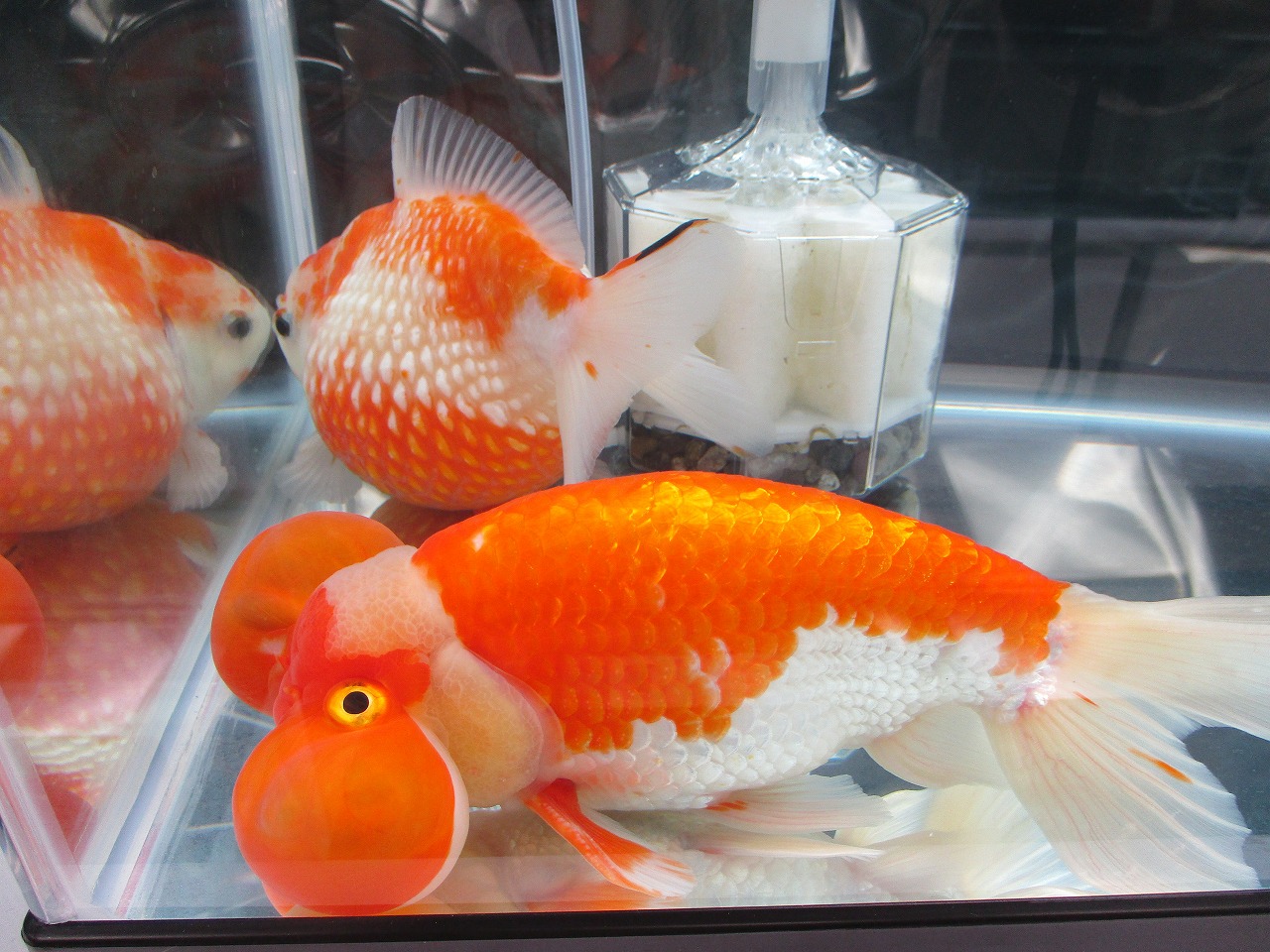 35回日本観賞魚フェアに行ってきた 裏同心のブログ 35回日本観賞魚フェアに行ってきた 裏同心のブログ