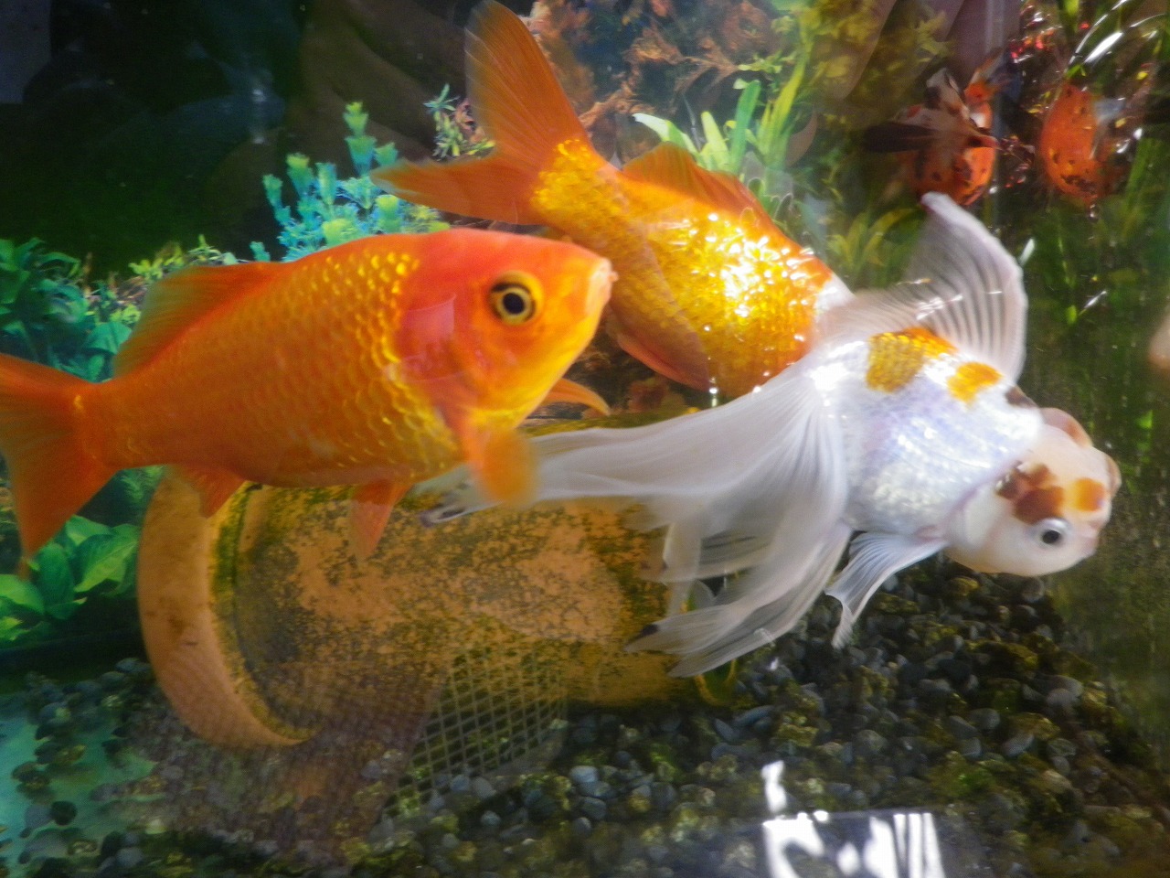 冬眠 金魚