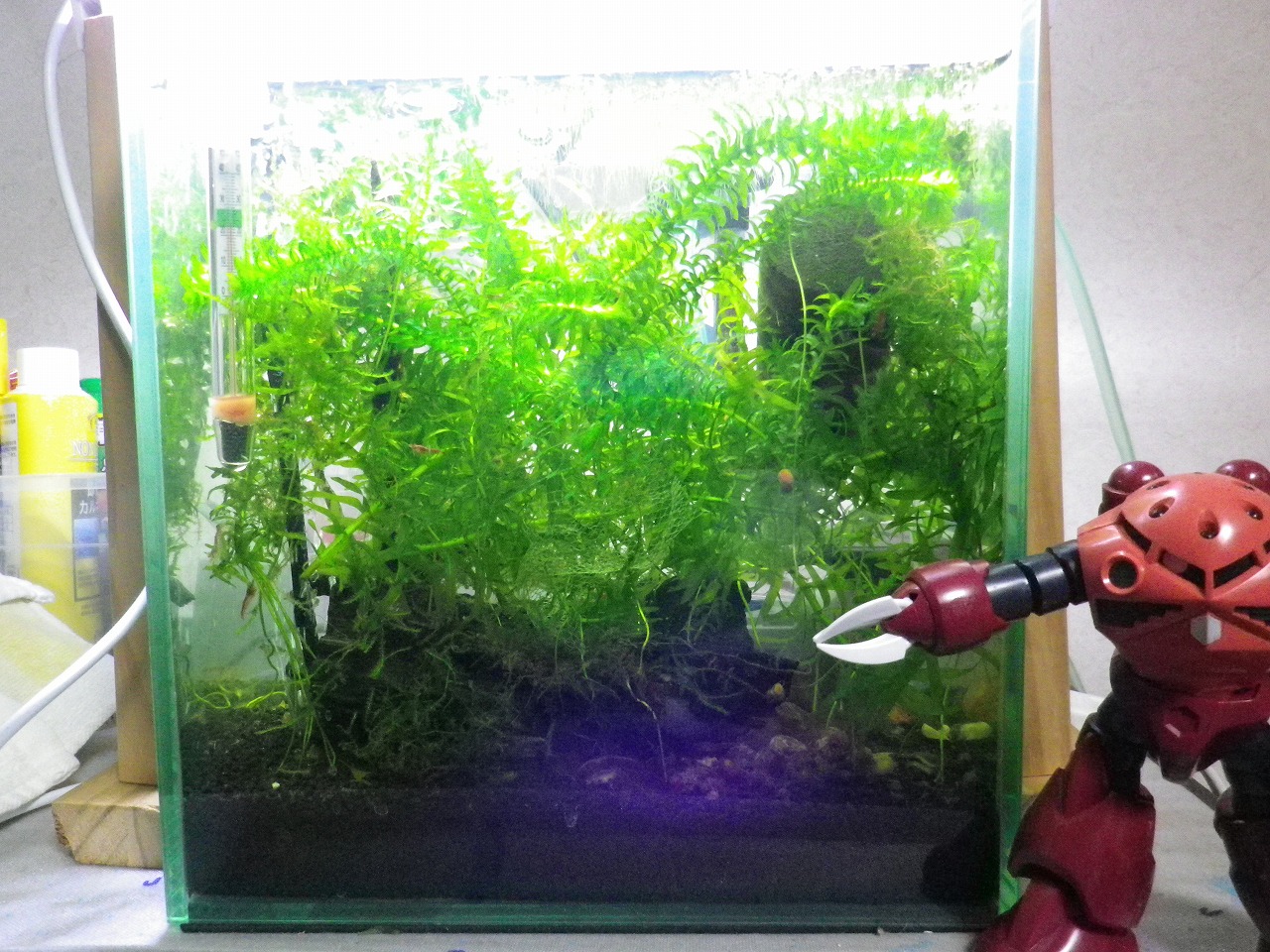 裏同心のブログ