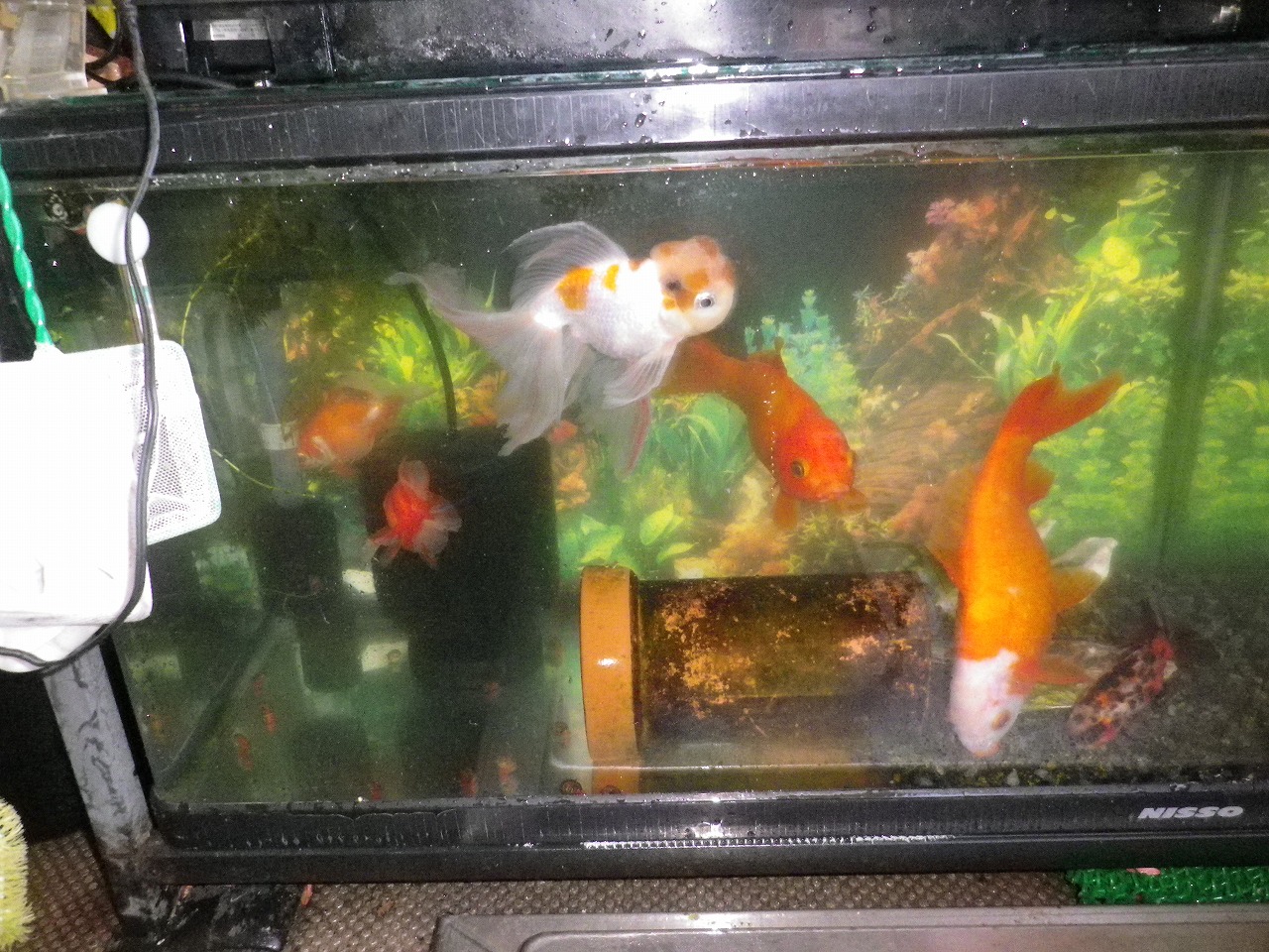 金魚水槽フルリセット メダカ孵化準備 裏同心のブログ