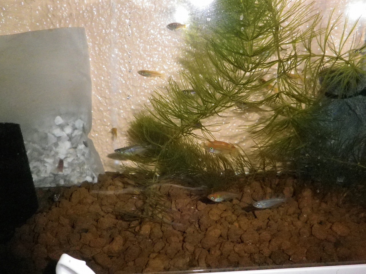 メダカ 上見 裏同心のブログ