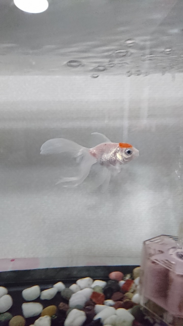 裏同心のブログ 金魚