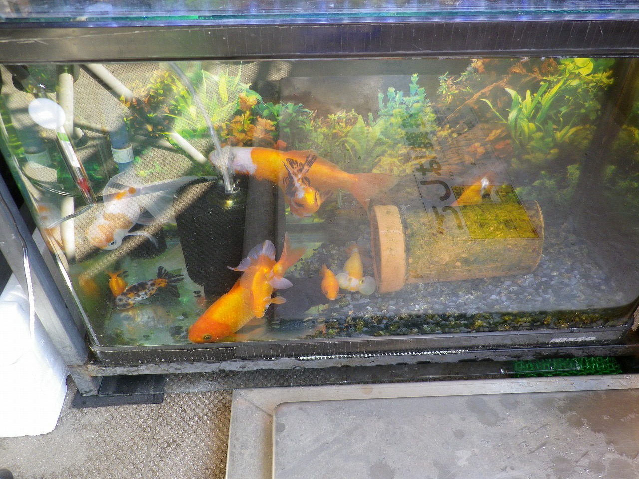 ベランダ飼育再開 裏同心のブログ