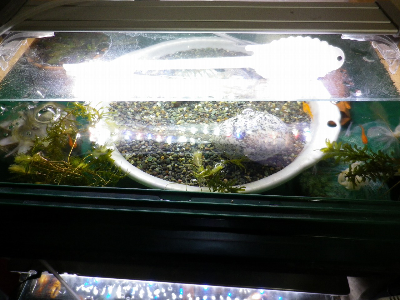 メダカの移動準備 裏同心のブログ メダカの移動準備 裏同心のブログ