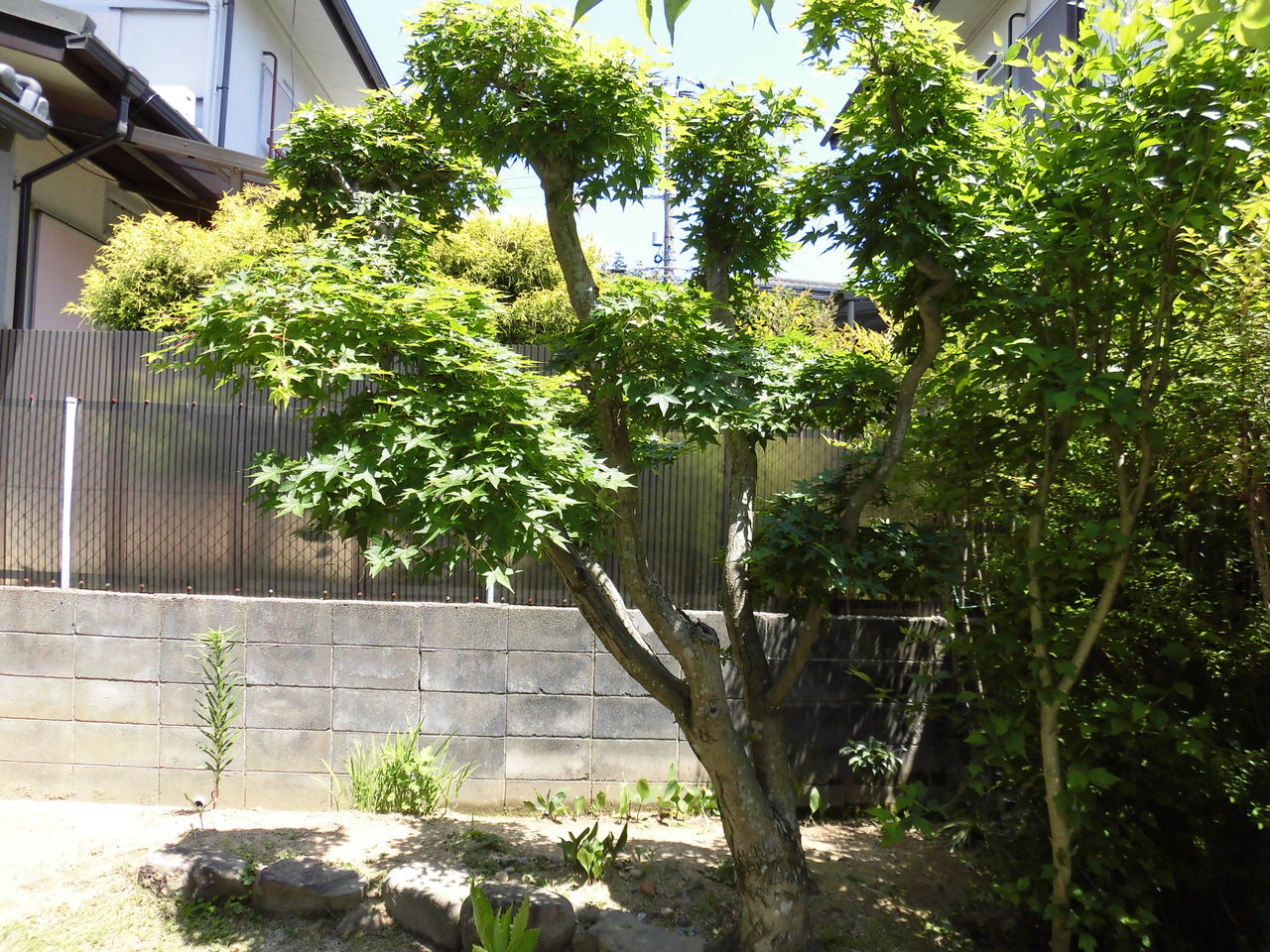 もみじ剪定 後期高齢者の日常