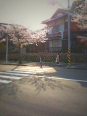 100406-8桜木