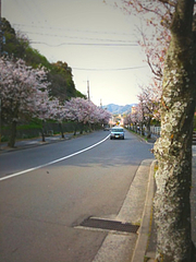 100406-7桜木