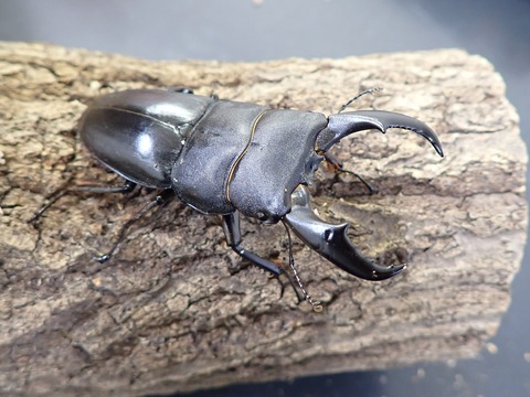 惰性のサキシマヒラタクワガタ飼育記（与那国島WF1） : Insect trails