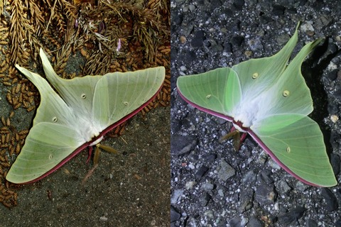 オオミズアオとオナガミズアオの違いと見分け方 : Insect trails