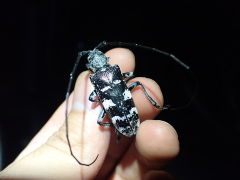 オオスミヒゲナガカミキリ　ペア　メスは特大 憧れのオオスミ : Insect trails