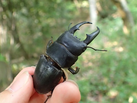 初夏の広島ヒラタ : Insect trails